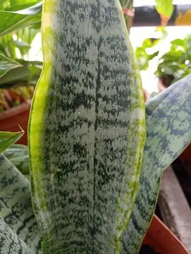 Snake Plant Stock Photos