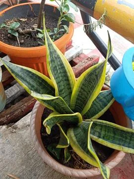 Snake Plant Stock Photos