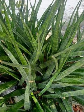 Snake Plant Stock Photos