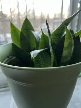 Snake Plant Stock Photos