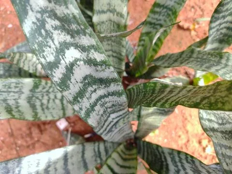 Snake plant. Stock Photos