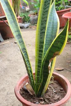 Snake Plant Stock Photos