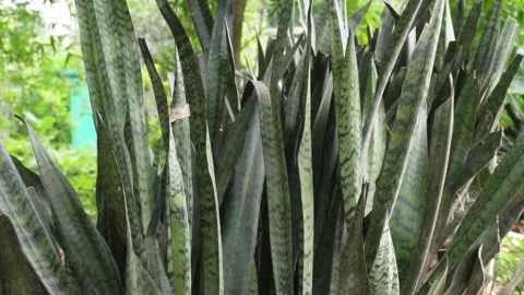Snake plants Vídeo Stock 344265704