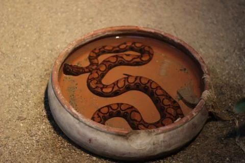 Snake in plate Stock Photos