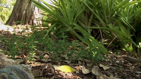 A snake pops his head off the jungle floor as it explore the terrain Stock-Footage 125064126