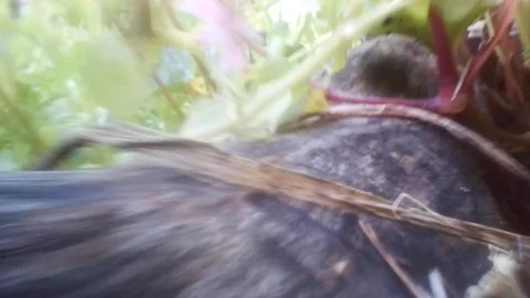 A snake POV when crawling through grass Vidéo 103482012