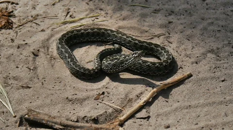 The snake prepares for attack Stock Footage 62197219