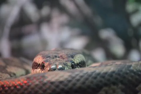 Snake preparing to attack danger in nature Stock Photos