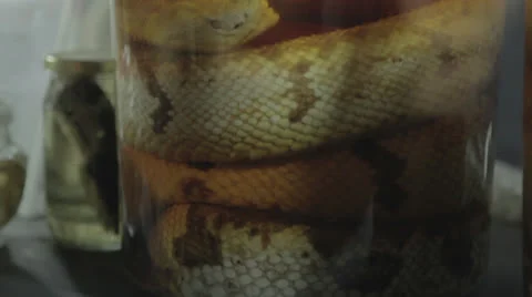 Snake Preserved In a Jar Stock Footage 24383317