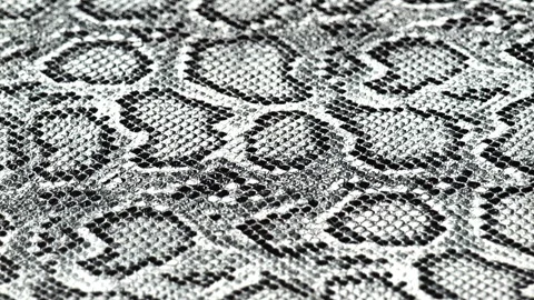 Snake print. Gray snake skin background. Stock Footage 320949850