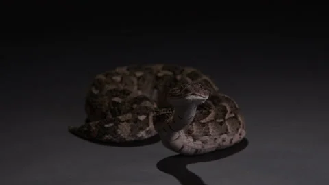 Snake Puff Adder looking towards camera sticking out tongue - wide shot on Stock Footage 269866623