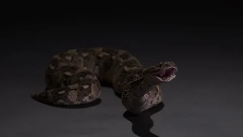 Snake - Puff Adder Venomous  serpent - curiously sticking tongue out and Stock Footage 269472921