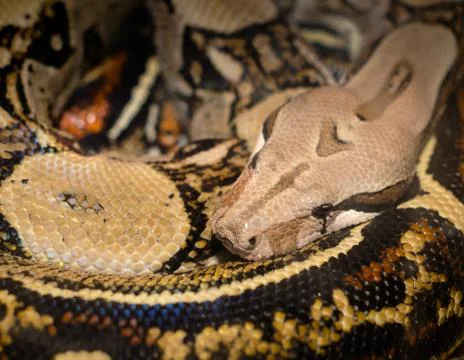 Snake python boa curled in rings Stock Photos