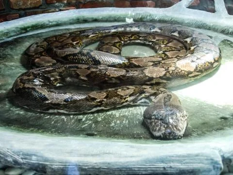 Snake python in a bowl with water Photos