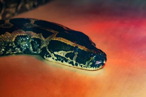 Snake python close up under red light Stock Photos
