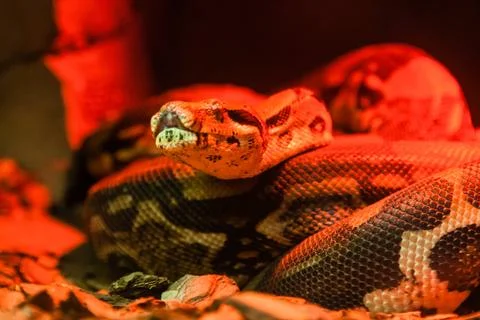 Snake python close-up under red light Stock-Fotos