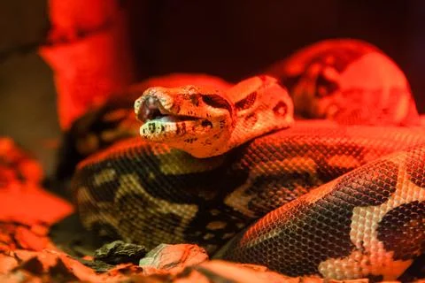 Snake python close-up under red light Stock-Fotos