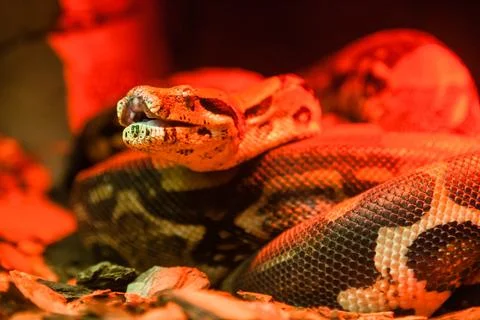 Snake python close-up under red light Photos