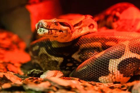Snake python close-up under red light Photos