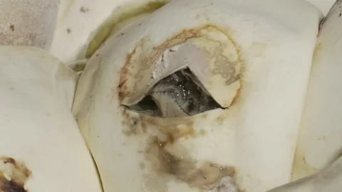 Snake python cracking through egg shell being born 스톡 동영상 155173422