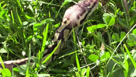 Snake python crawling away in the grass closeup Video stock 92877960