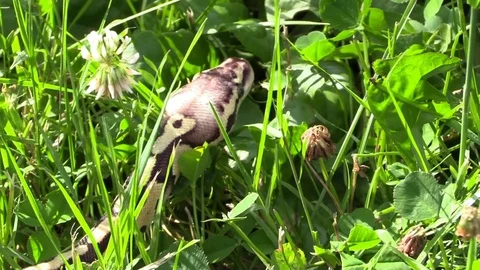 Snake python crawling away in the grass 스톡 동영상 92877999