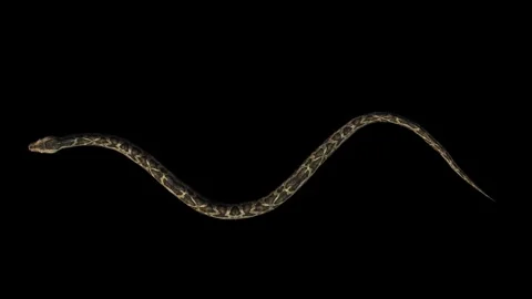 A snake python crawling on black background with alpha channel included at Stock Footage 271024562