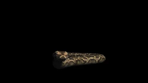 A snake python crawling on black background with alpha channel included at Stock Footage 271146723