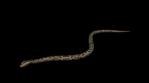 A snake python crawling on black background with alpha channel included at Stock Footage 271146812