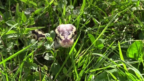 Snake python crawling in the grass closeup Video stock 92878023