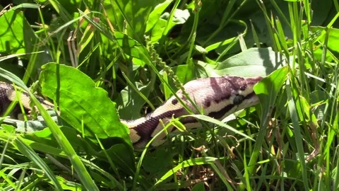 Snake python crawling in the grass Stock Footage 92877607