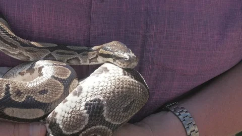 Snake Python Handheld 4k Video stock 79635522