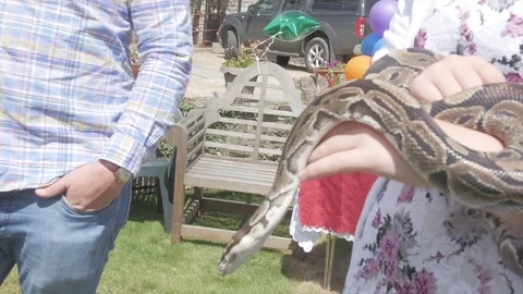 Snake Python Handheld 5 Stock Footage 79632727