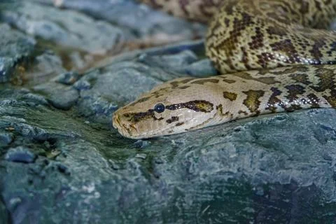 Snake python lying on a stone close-up Stock Photos