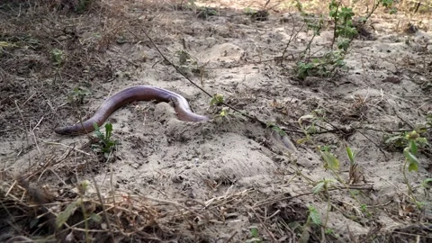 A snake python or a boa constrictor burrows into the soil. Video stock 133566609