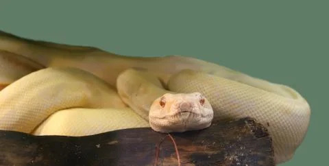 Snake python 스톡 사진