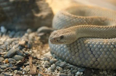 Snake python 写真素材