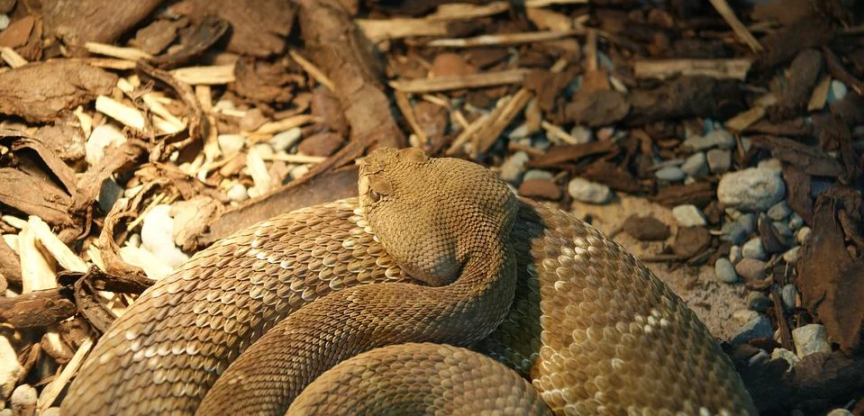 Snake python Stockfoto's