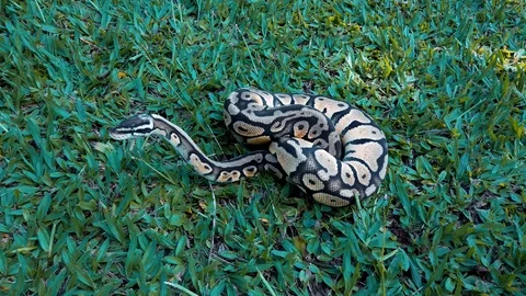 Snake (Python regius) prepared to attack. Video stock 124239285