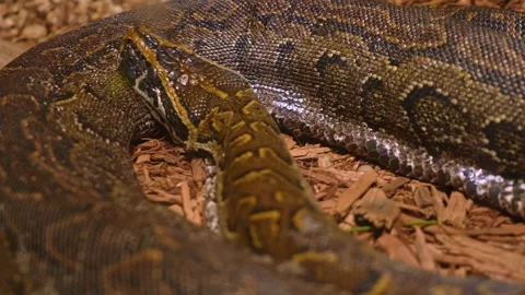 Snake Python resting and coiled itself in the nest. Python snake curled up .. Stock Footage 296121082