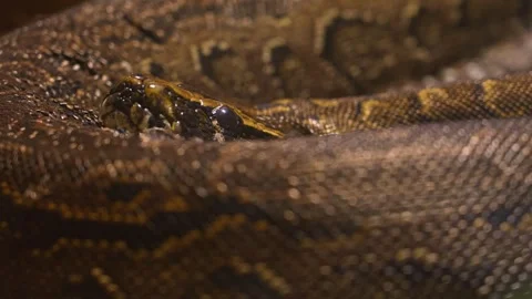 Snake Python resting and coiled itself in the nest. Python snake curled up .. Stock Footage 296121085