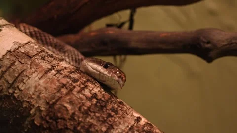 Snake Python resting and coiled itself in the nest. Python snake curled up .. Stock Footage 296121099