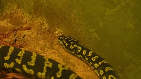 Snake Python resting and coiled itself in the nest. Python snake curled up .. Stock Footage 296121650