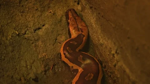 Snake Python resting and coiled itself in the nest. Python snake curled up .. Stock Footage 296121655