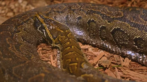 Snake Python resting and coiled itself in the nest. Python snake curled up .. Stock Footage 305275202