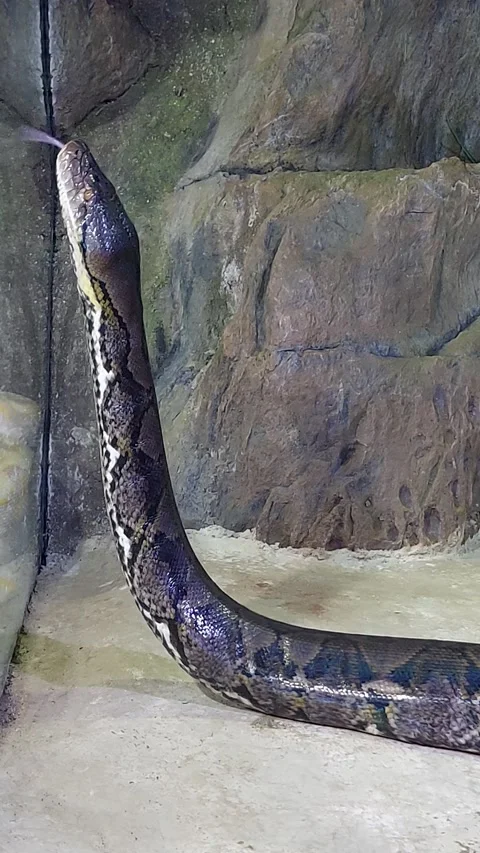 Snake Python Short Video Video stock 253222642