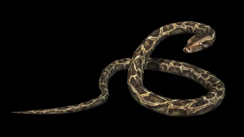 A snake python standing idle on black background with alpha channel Stock Footage 271146730