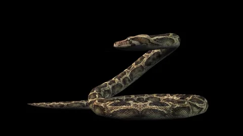 A snake python standing idle on black background with alpha channel Stock Footage 271146766