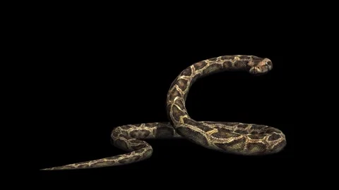 A snake python standing idle on black background with alpha channel Stock Footage 271146784