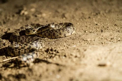 Snake ready to strike Stock Photos